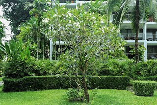 Frangipani in the Casuarina Shores garden