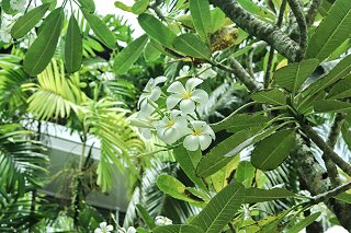 Frangipani in the Casuarina Shores garden