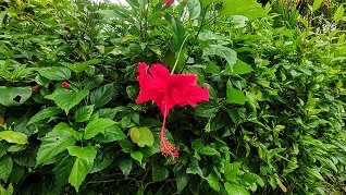 Hibiscus in the Casuarina Shores Garden