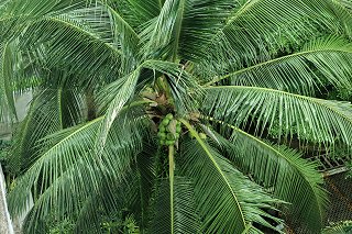 Palm trees in the garden of Casuarina Shores