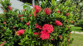 Ixora in the Casuarina Shores Garden