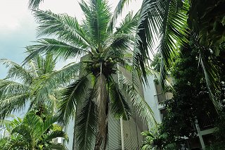 Palm trees in the garden of Casuarina Shores