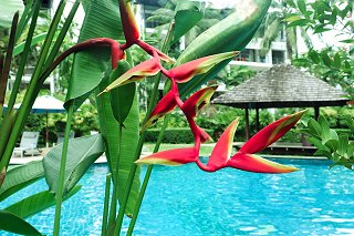 Heliconia by the Casuarina Shores family pool